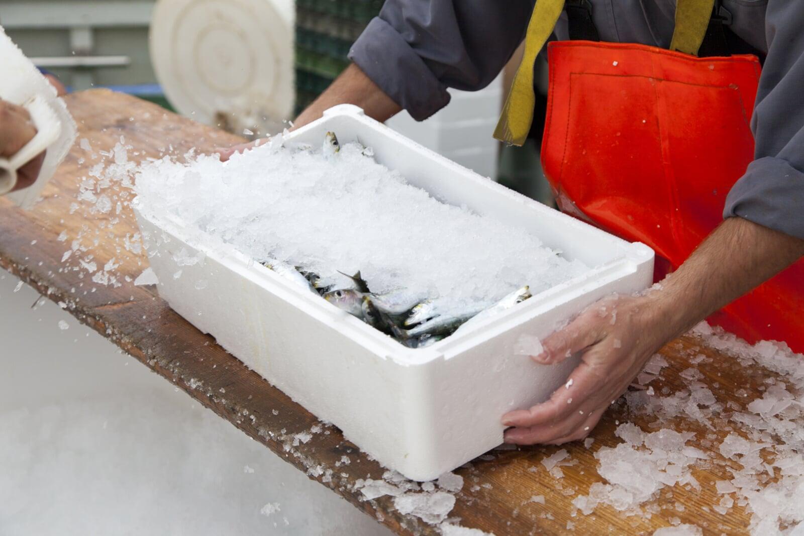 fresh fish packed in ice, ready for transport